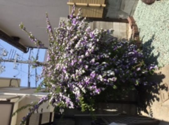 ニオイバンマツリ