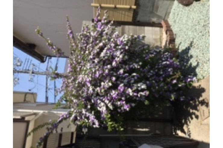 ニオイバンマツリ