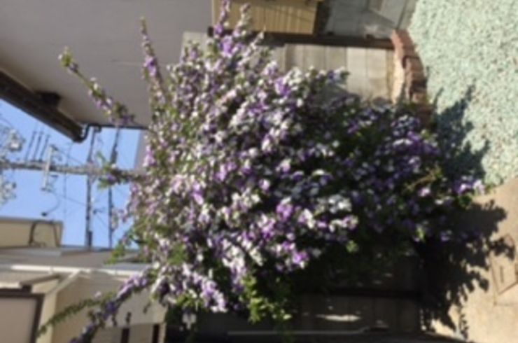 ニオイバンマツリ